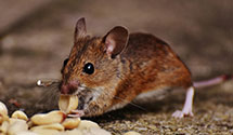 24 Hour & Emergency Exterminators in Tuolumne Mdws, CA